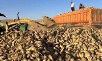 پیش بینی برداشت ۵۰۰ هزار تن چغندر در لرستان
